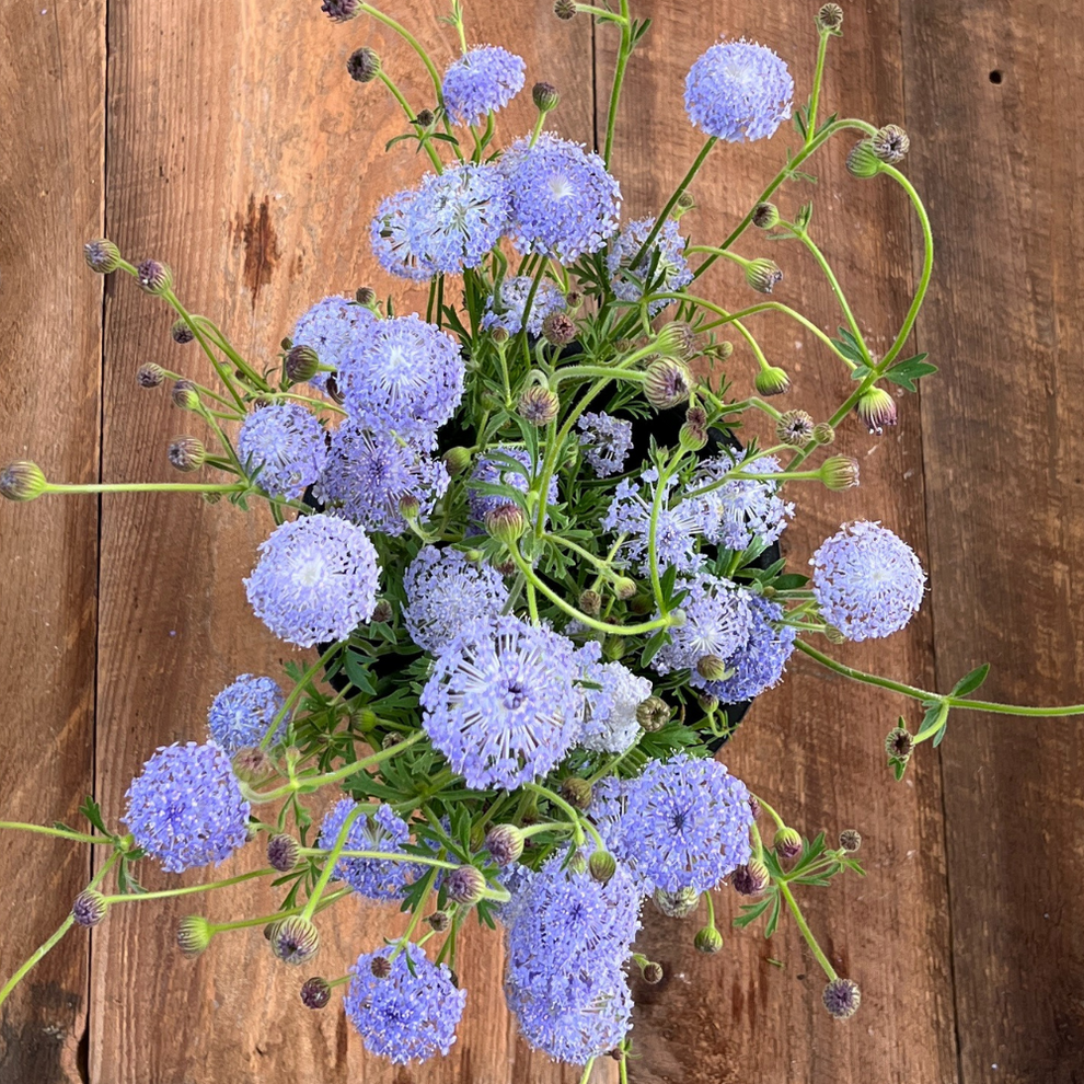Didiscus, 'Lacy Lavender Blue' - The Gardener's Workshop