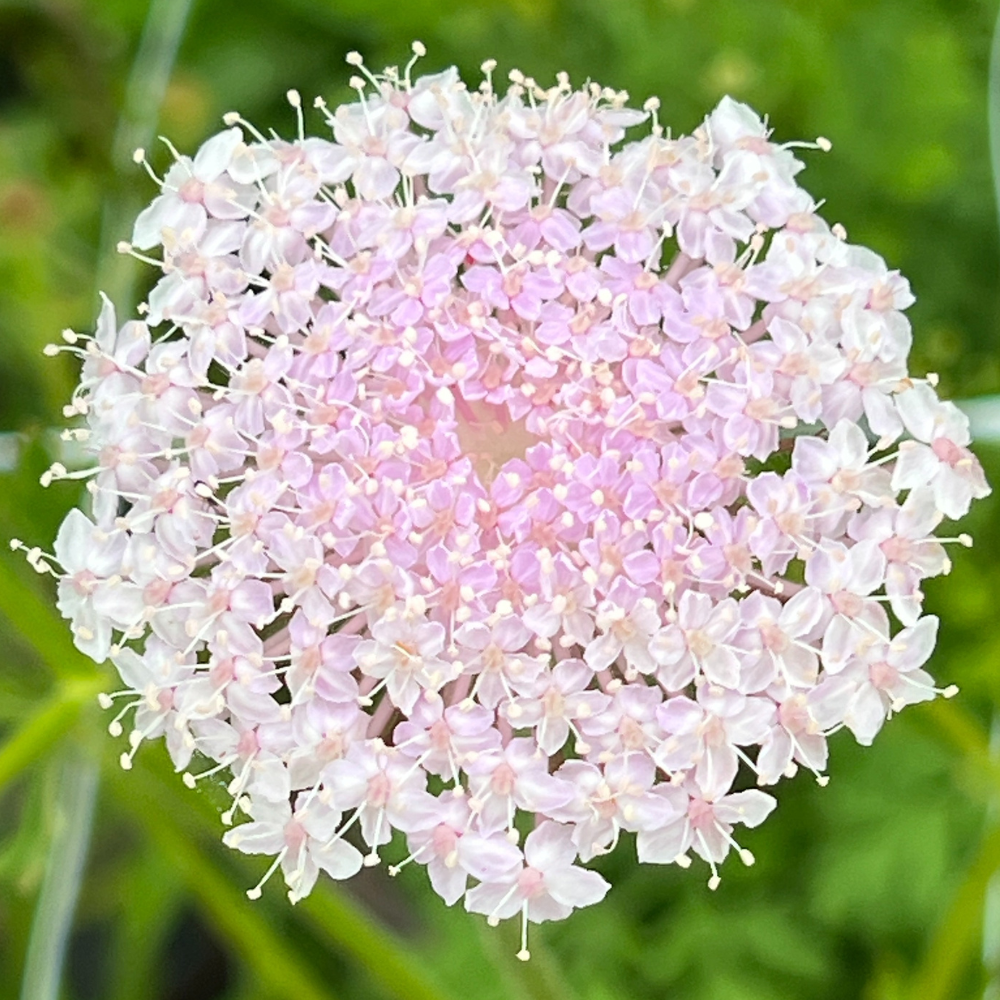 Didiscus ‘Lacy Pink’