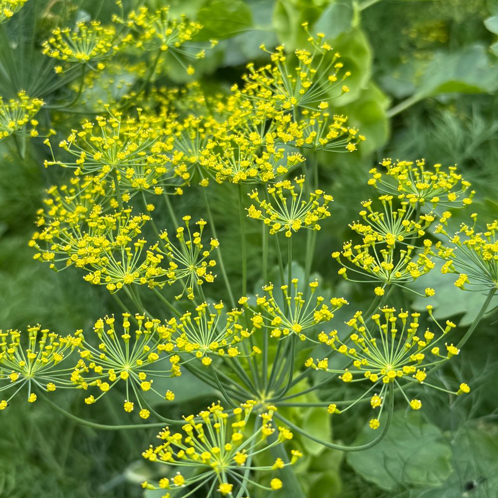 Dill, Bouquet