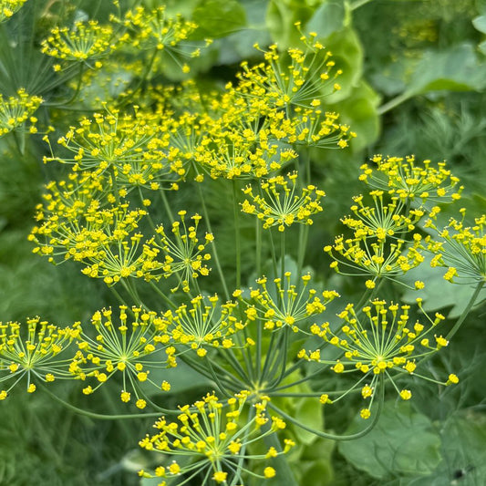Dill, Bouquet