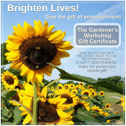 E-Gift Certificate