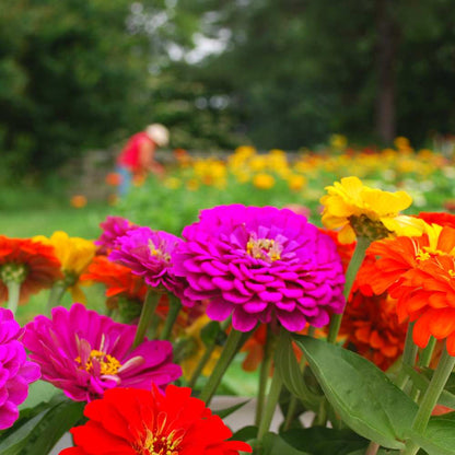 Easy Cut flower workshop