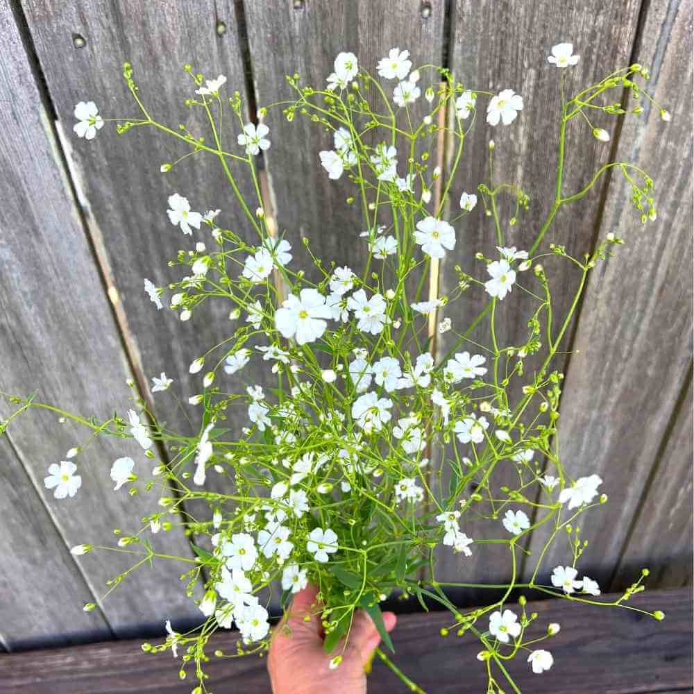 gypsophila covent garden seeds Baby's Breath, Covent Garden