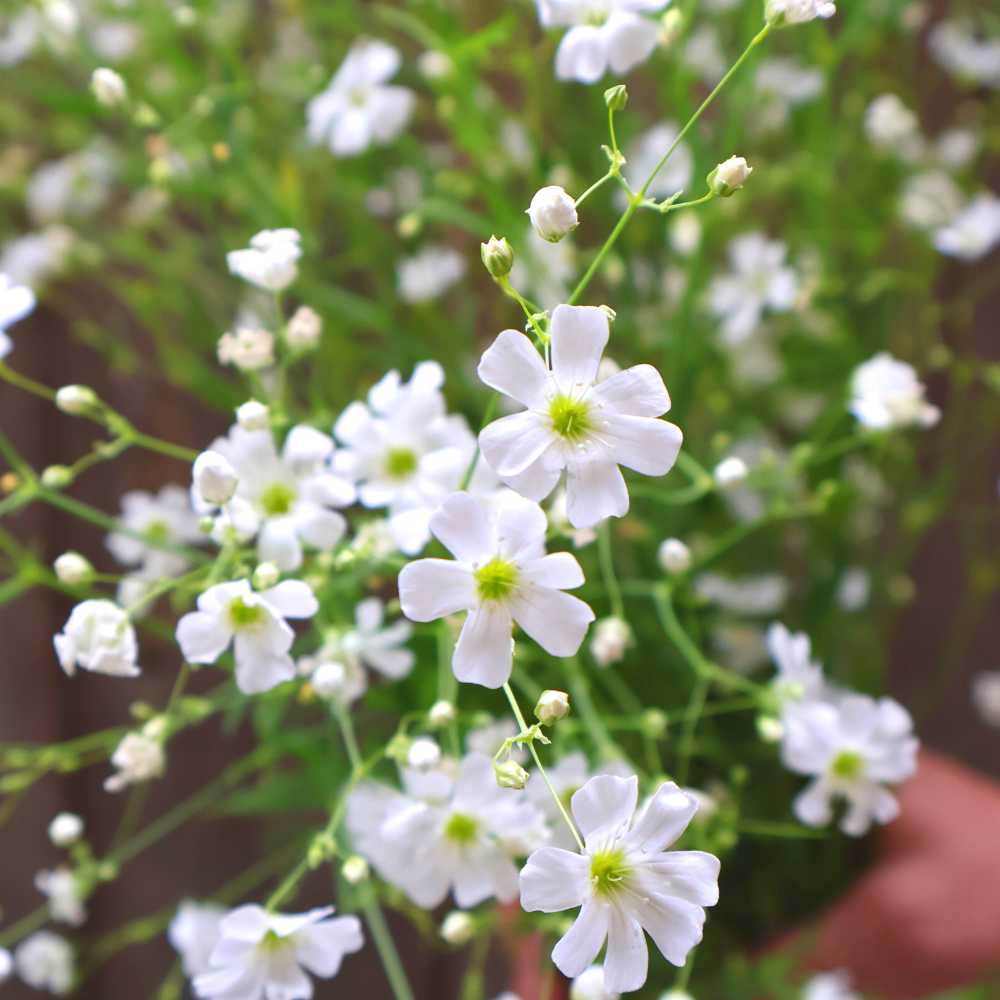 FBA10 - Baby's Breath, Covent Garden