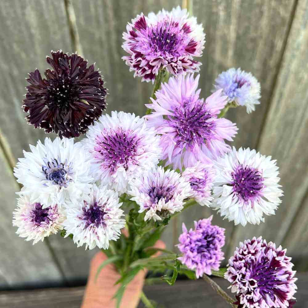 Bachelor Buttons, Classic Magic – The Gardener's Workshop
