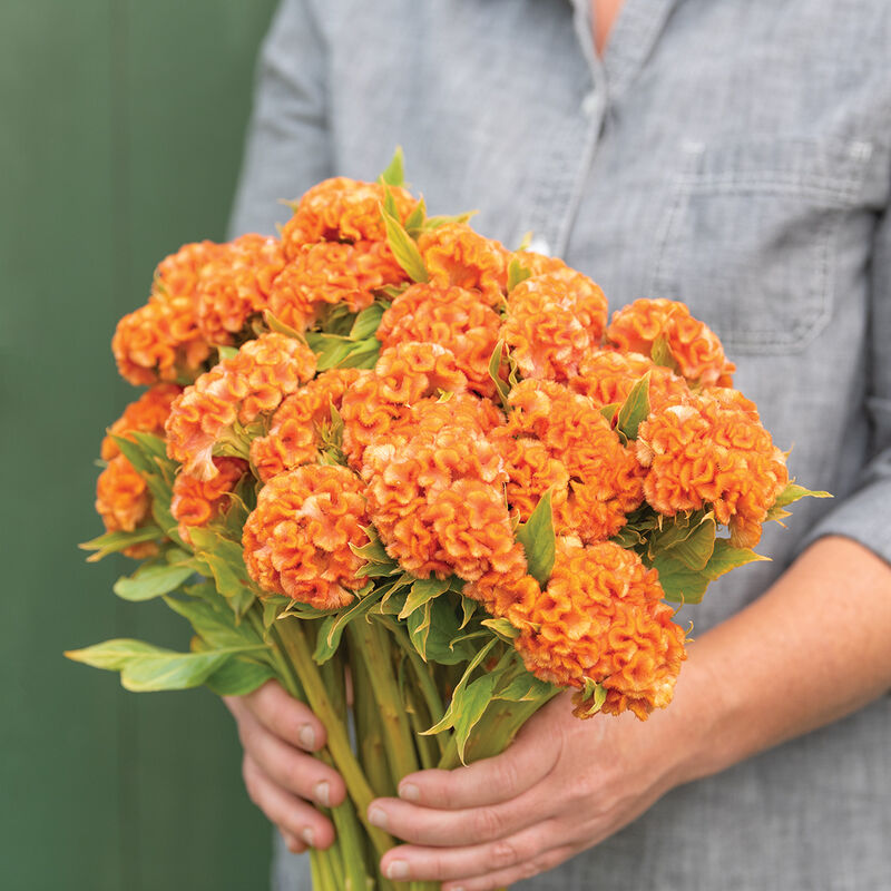 Celosia, Cockscomb, Orange Queen Improved – The Gardener's Workshop