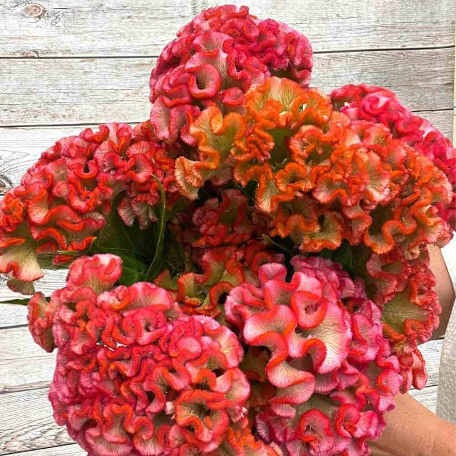 All Flower Seeds – Page 2 – The Gardener's Workshop