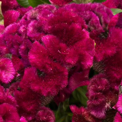 Celosia, Cockscomb, Cramer’s Burgundy