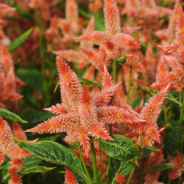 FCE15 - Celosia_ Plume_ Celway Salmon 1 (600px 72dpi) (1)