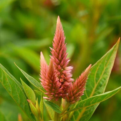 FCE15 - Celosia_ Plume_ Celway Salmon 2 (600px 72dpi)