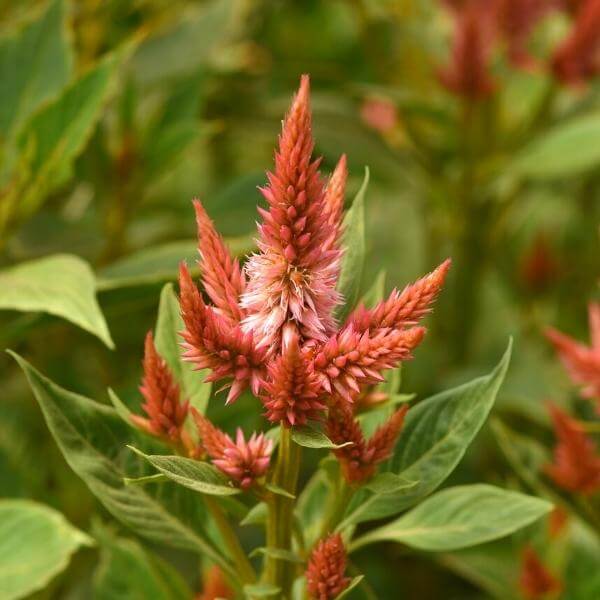 FCE16 - Celosia_ Plume_ Celway Terracotta (600px 72dpi)