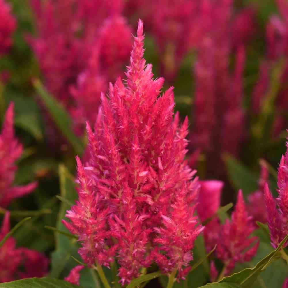 FCE22 - Celosia_ Plume_ Sunday Bright Pink (1000px 72dpi)