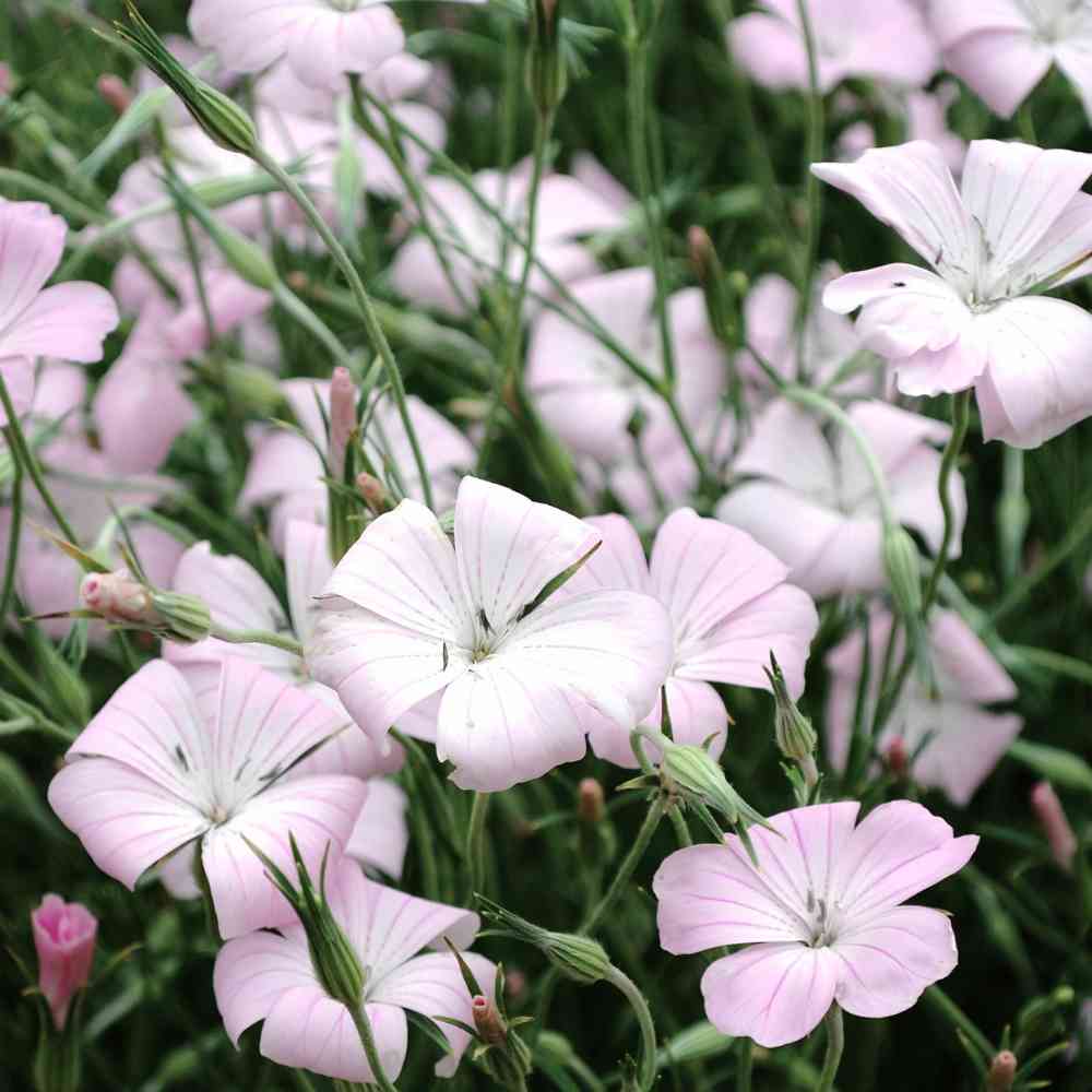 Corn Cockle, Blossom Pearl