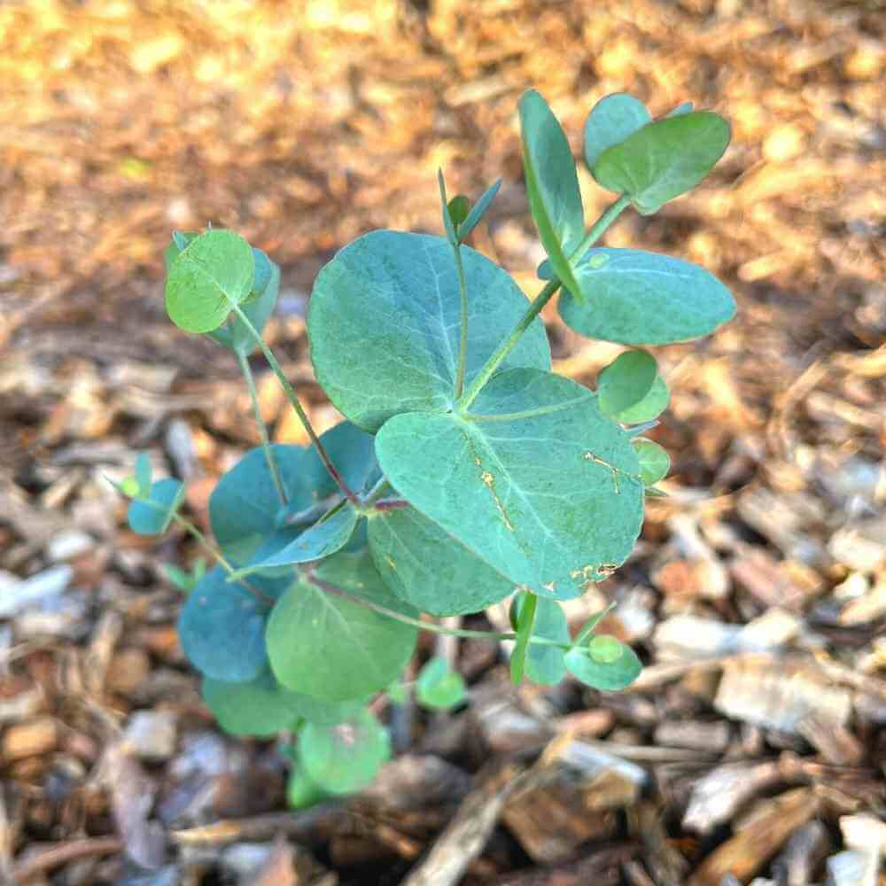 FEU2 - Eucalyptus, Silver Dollar 2 (1000px 72dpi)