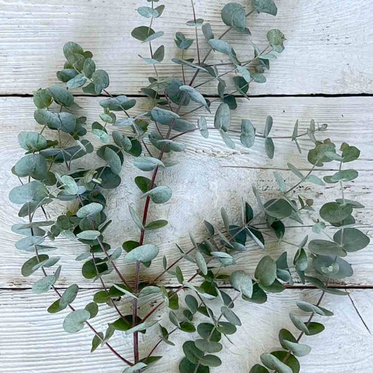 Eucalyptus, Silver Dollar