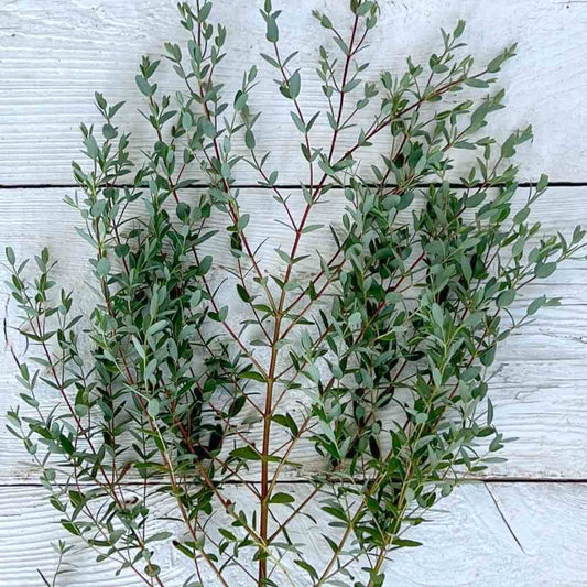 Eucalyptus, Parvula Gum