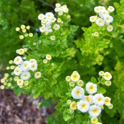 FFE3 - Feverfew, Virgo 2 (1000px 72dpi)