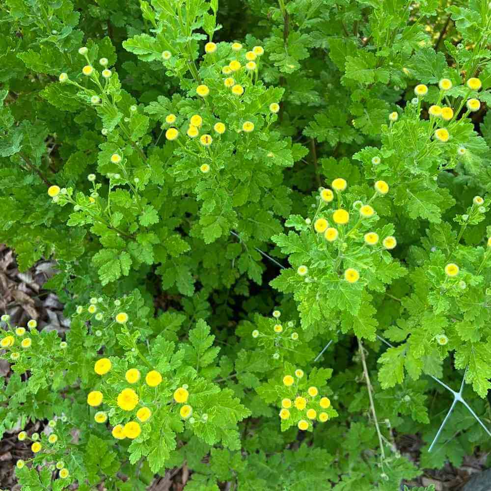 FFE4 - Feverfew, Vegmo Sunny Ball (1000px 72dpi)