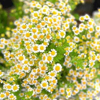 FFE7 - Feverfew, Vegmo Single (1000px 72dpi)