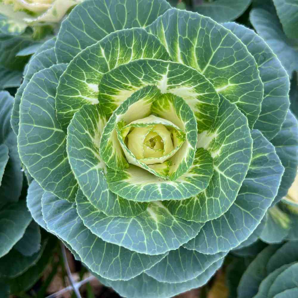 potted kale plant Ornamental Kale, Crane White (F1)
