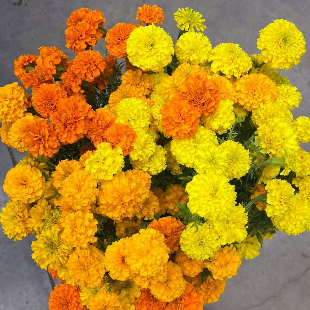 Marigold, Coco™ Mix