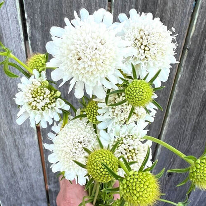 FPI7 - Pincushion Flower, White (1000px 72dpi)