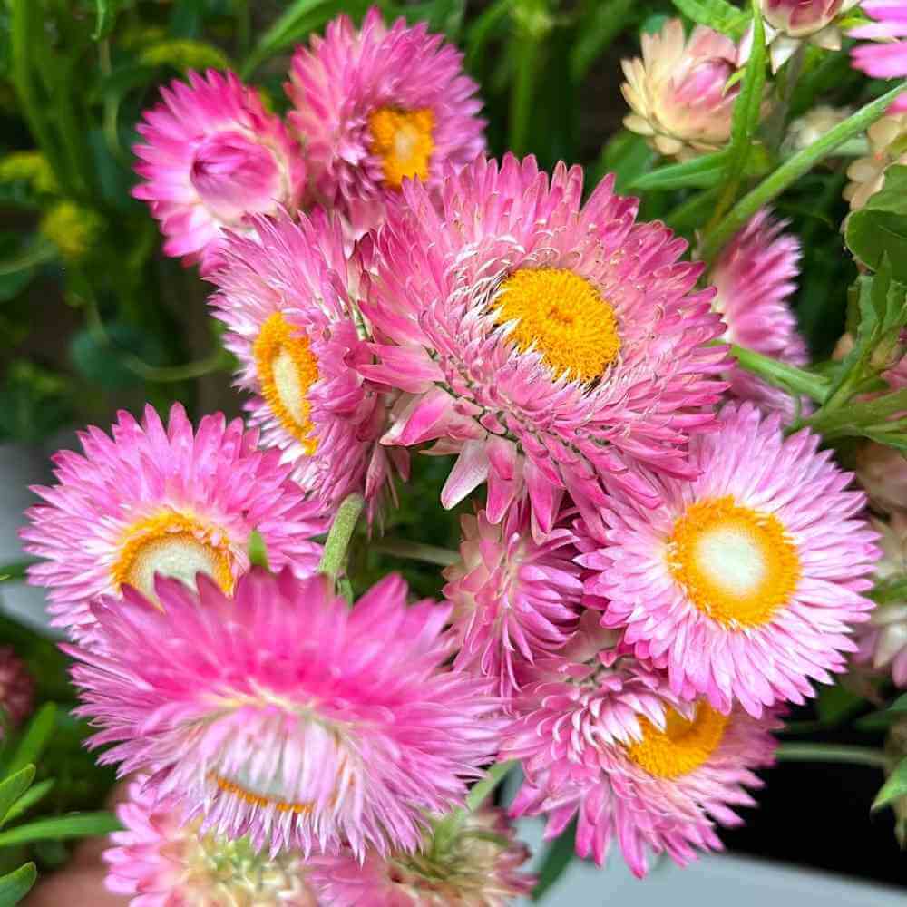 Straw Roses Strawflower, Bright Rose – The Gardener's Workshop