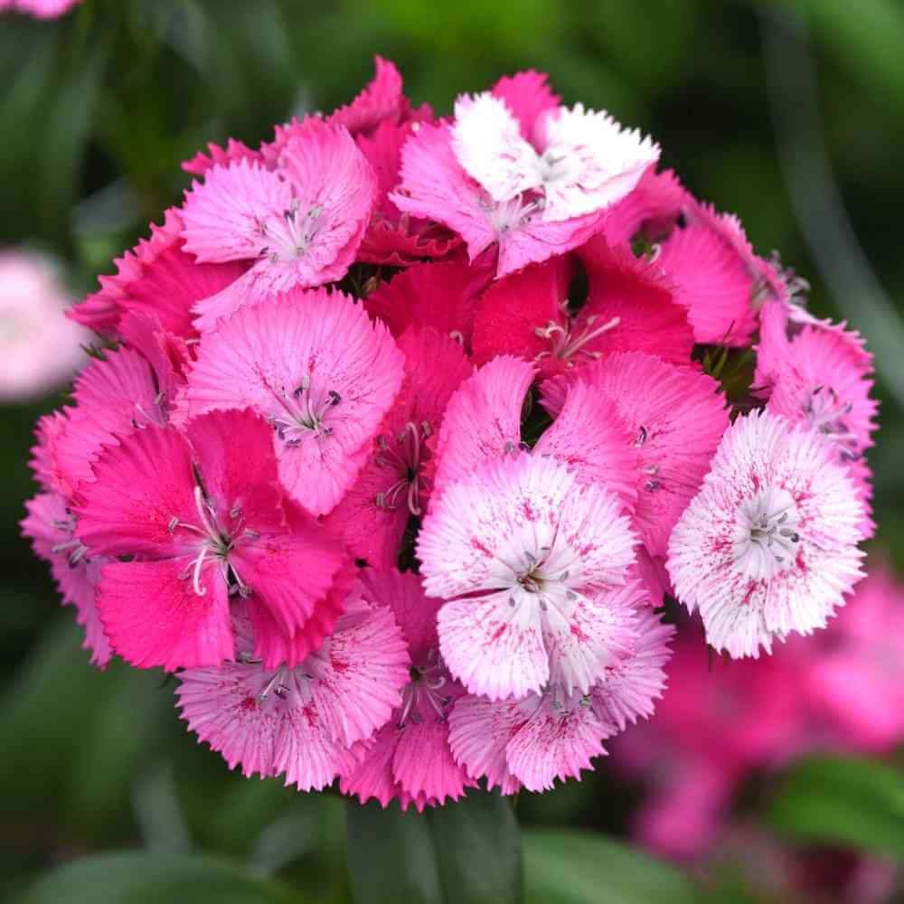 Sweet Magic Tree Sweet William, Sweet™ Rose Magic – The Gardener's Workshop