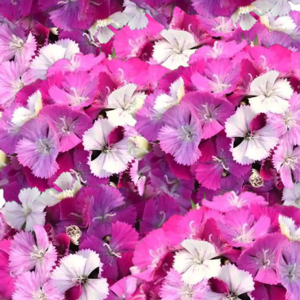 Sweet William, Amazon Lavender Magic