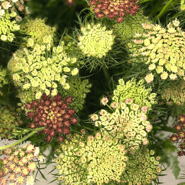 False Queen Anne's Lace