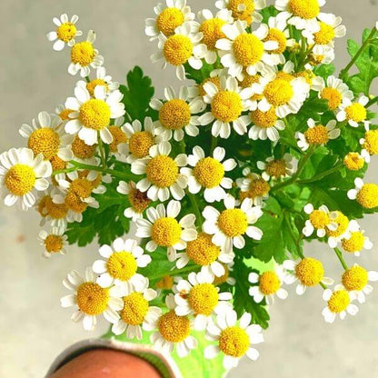 Feverfew Vegmo Single 600 72dpi