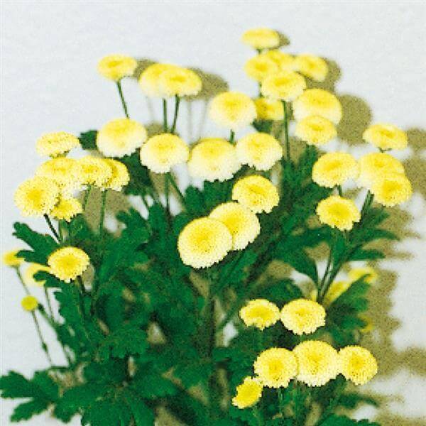 Feverfew-Vegmo-Yellow.jpeg