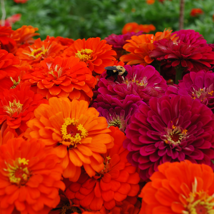 Garden with Zinnias and bee The Easy Cut-Flower Book