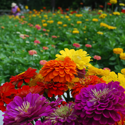 Garden with mix Zinnias The Easy Cut-Flower Book