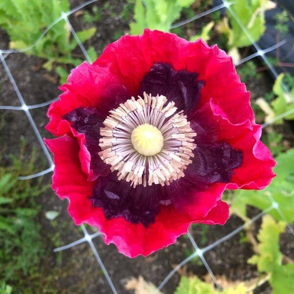 planting giant poppy seeds Poppy, Giant Pod 200 Seeds
