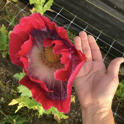 Giant poppie pods w