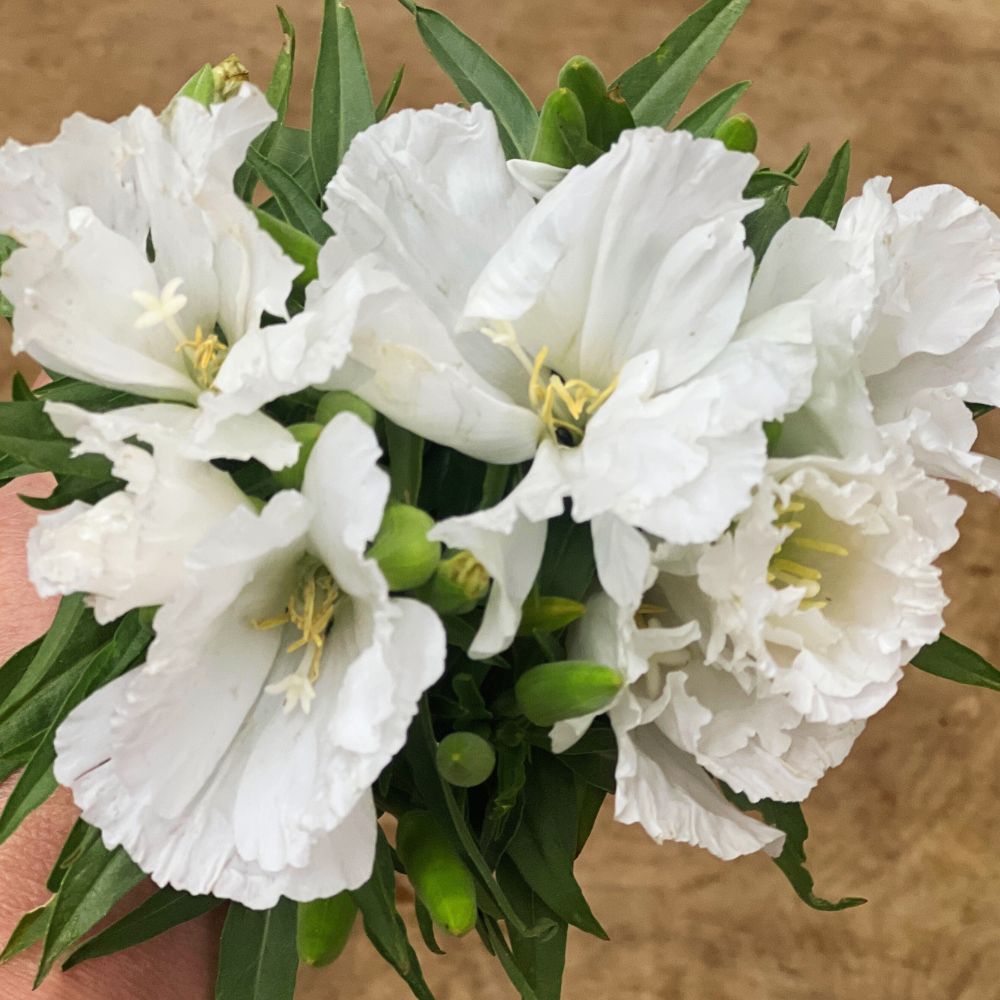 Clarkia, Grace White – The Gardener's Workshop