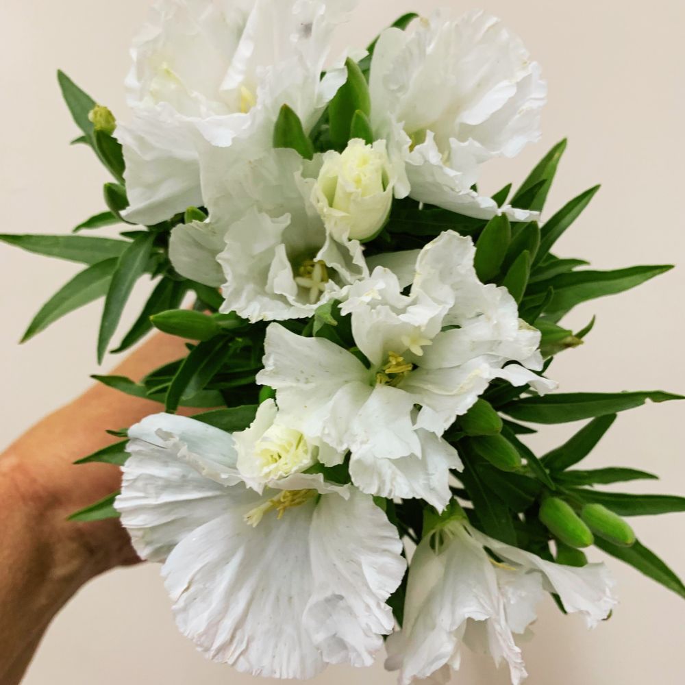 Clarkia, Grace White – The Gardener's Workshop