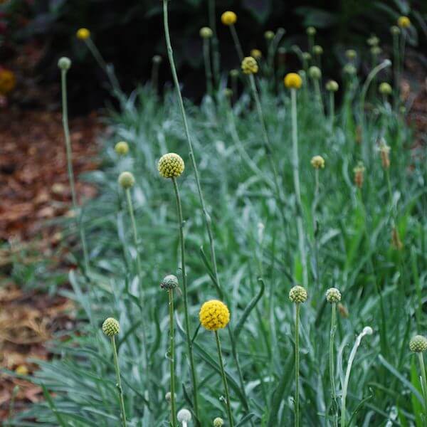 drumstick flower craspedia seeds Craspedia, Golden Drumstick 25 Seeds