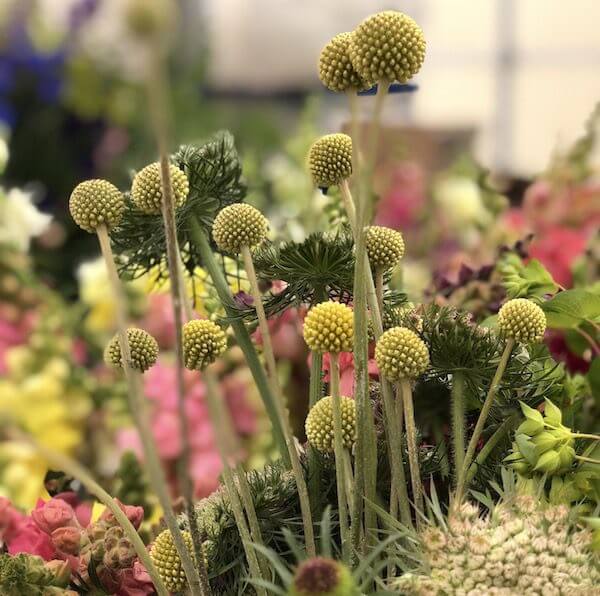 drumstick flower craspedia seeds Craspedia, Golden Drumstick 25 Seeds