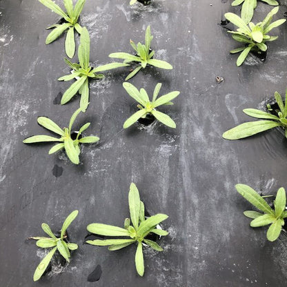 strawberry fields gomphrena seeds Gomphrena, Strawberry Fields – The Gardener's Workshop