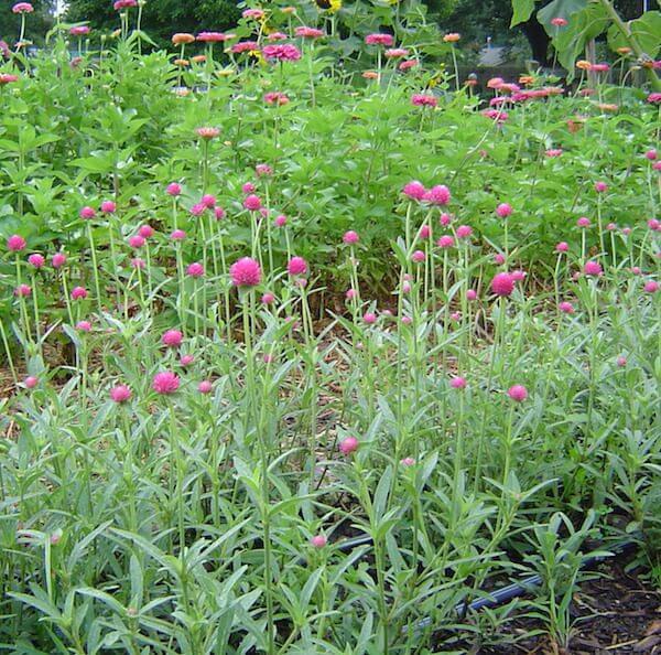 Gomphrena Carmine garden 72dpi