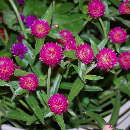 Gomphrena carmine 72dpi