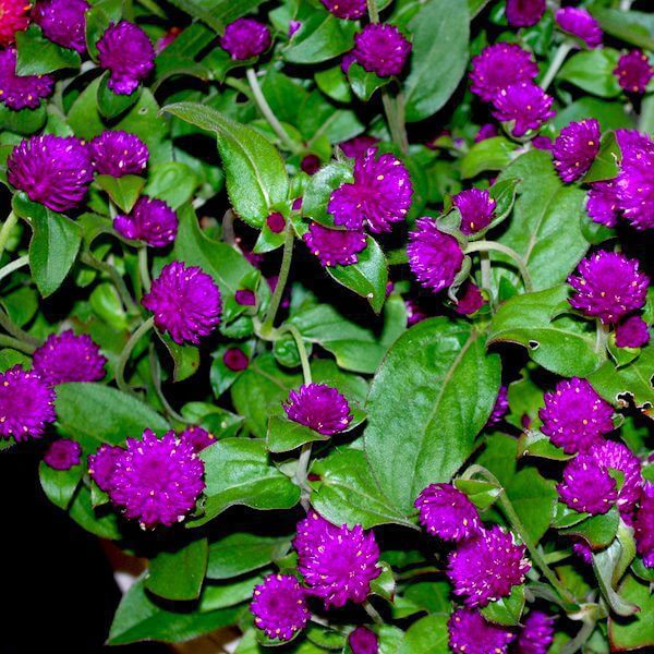 Gomphrena purple 72 dpi (1)