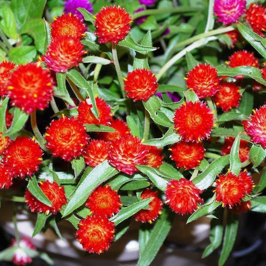 Gomphrena strawberry 72 dpi