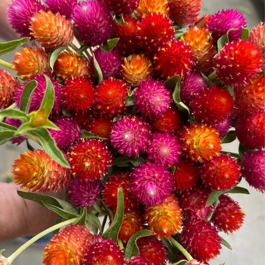Gomphrena, QIS™ Mix