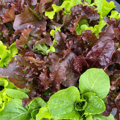 Gourmet lettuce mix