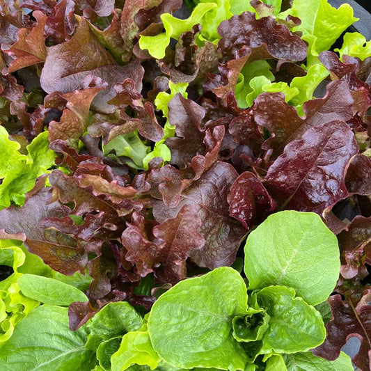 Gourmet lettuce mix