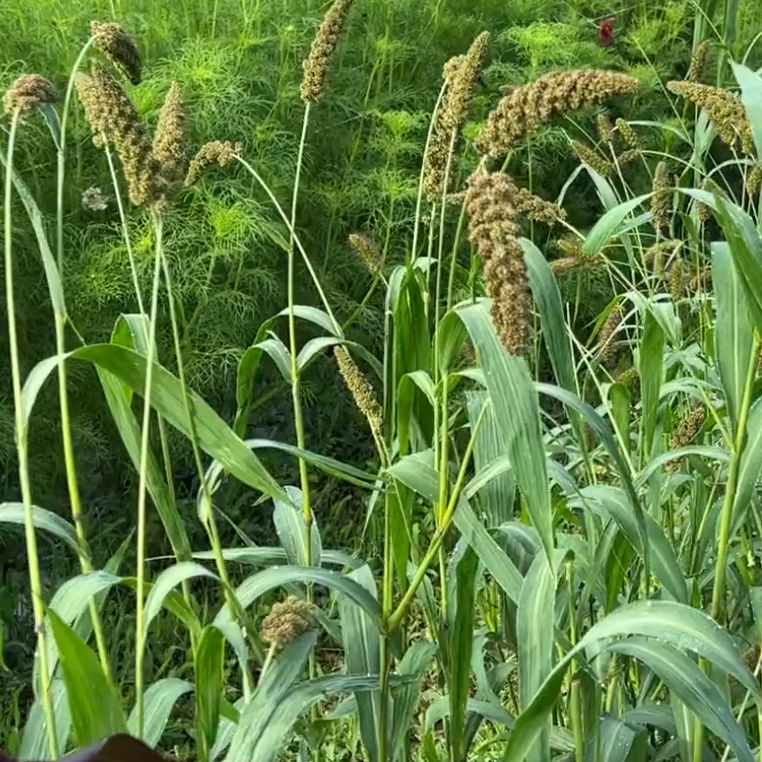 Grass High Lander