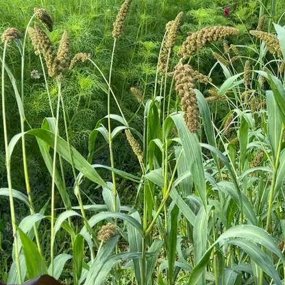 Grass High Lander